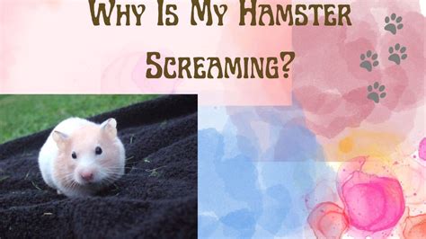 crying hamster|Reasons, Signs, And Comforting A Crying Hamster .